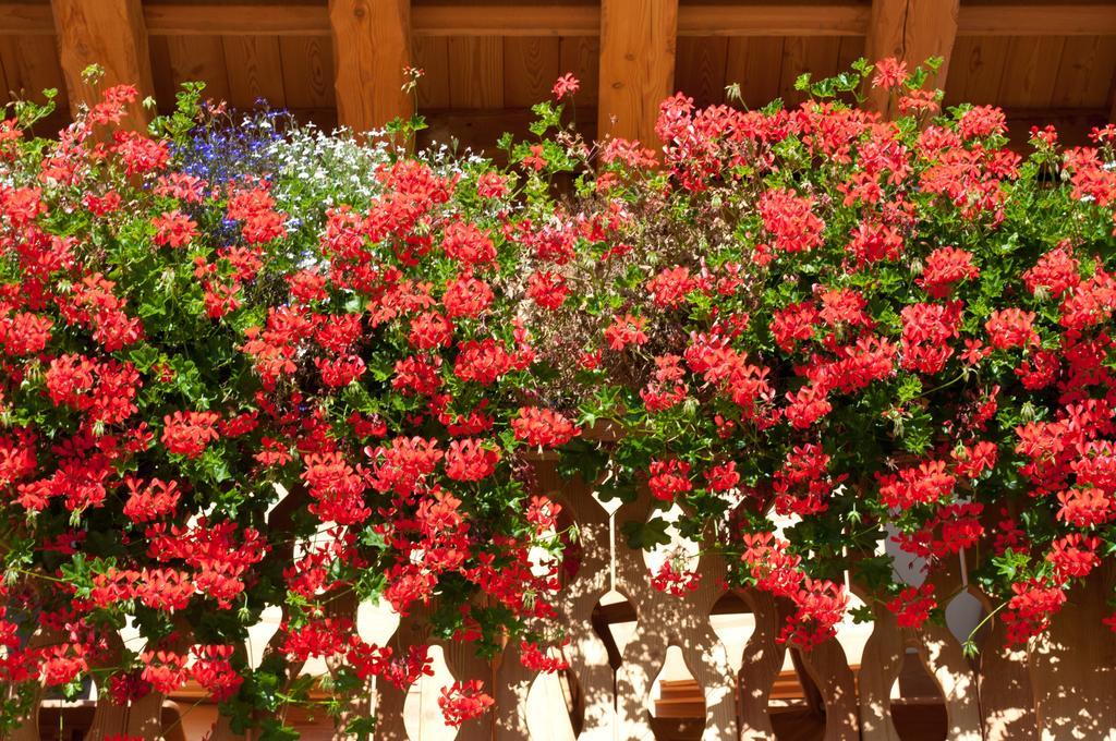 Fogajard Lovely Chalet Madonna Εξωτερικό φωτογραφία